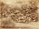 Francis Meadow Sutcliffe, Colt's Foot, 1880s, Albumen print