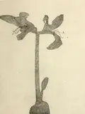 Mary Frank, Amaryllis, 1978, Etching on wove paper