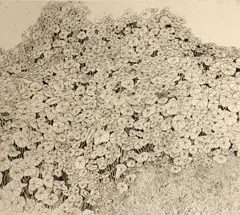 Beth Van Hoesen, Nasturtiums, 1961, Etching on wove paper