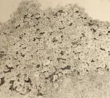 Beth Van Hoesen, Nasturtiums, 1961, Etching on wove paper
