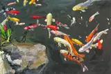Jan De Vliegher, "Koi 1", 2013, Öl auf Leinwand