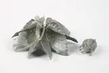 Gregor Gaida, Hummingbird Diptychon, 2011, Aluminium, silber lackiert