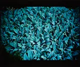 Lambs Ears (für Parkett 57) by Nan Goldin, 1999, Cibachrome, sold Oct 2023
