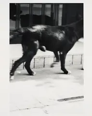 Christopher Wool, Ohne Titel (für Parkett 33), 1992, Gelatinesilberabzug auf Barytpapier. Mit Mappe aus Karton