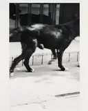 Christopher Wool, Ohne Titel (für Parkett 33), 1992, Gelatinesilberabzug auf Barytpapier. Mit Mappe aus Karton