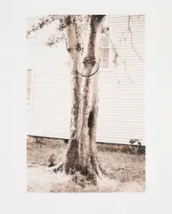 David Hammons, Money Tree (für Parkett 31), 1992, Gelatinesilberabzug. Mit Mappe
