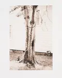 David Hammons, Money Tree (für Parkett 31), 1992, Gelatinesilberabzug. Mit Mappe