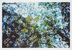 Gabriel Orozco, Light through Leaves (für Parkett 48), 1996, Irisdruck auf Karton