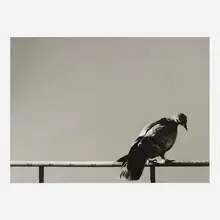Michelangelo Pistoletto, La Colomba (from the Hommage à Picasso series), 1974, screenprint in colors on polished stainless steel