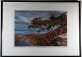 Linda McKnight, Tree before Hurricane Sandy, Ink numbered, titled and signed at base