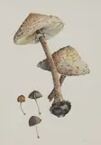 Joan Warburton, Untitled, watercolour 50 x 31.5cm .