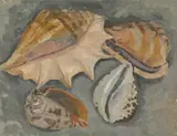 Owen Rowley, Untitled, Owen Rowley (1902-1987) Seashells on the shore oil on board 40.5 x 50.5cm