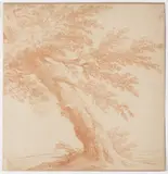 Gillis van Conixloo I., Tree, 16th century, Sanguine on paper