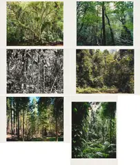 Paradies by Thomas Struth, 2004, Mappe mit 6 pigmentierten Tintenstrahldrucken auf Karton, sold Dec 2023