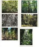 Thomas Struth, Paradies, 2004, Mappe mit 6 pigmentierten Tintenstrahldrucken auf Karton
