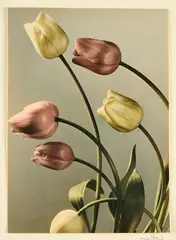 Max Baur, Tulpen, Gelatinesilberabzug, handkoloriert