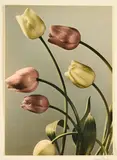 Max Baur, Tulpen, Gelatinesilberabzug, handkoloriert