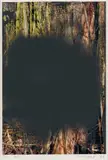 Gerhard Richter, Wald 74/80). Aus: Wald II, 2008, Lack über Farbfotografie