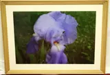American School, Light Purple Bearded Iris Flower, Photograph