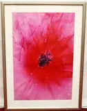 American School, Red Hibiscus, Photograph