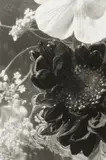 unknown Artist, #186 Untitled (Floral Scene)