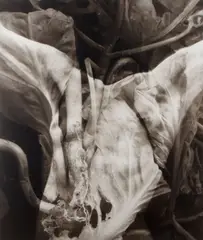 Lisa Gray, Untitled (Foliage Abstraction), c. 1992, Platinum-palladium print, mounted to board