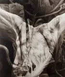 Lisa Gray, Untitled (Foliage Abstraction), c. 1992, Platinum-palladium print, mounted to board