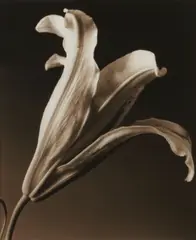 Len Prince, Opening Lily, 1990, Toned-gelatin silver print, the photographer's embossed copyright stamp in the margin; signed