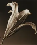 Len Prince, Opening Lily, 1990, Toned-gelatin silver print, the photographer's embossed copyright stamp in the margin; signed