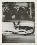 Gerhard Richter, Schäferhund