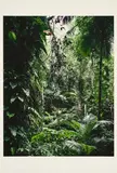 Thomas Struth, Sao Francisco de Xavier (Aus: Paradies), 2004, Pigmentierter Tintenstrahldruck auf Karton