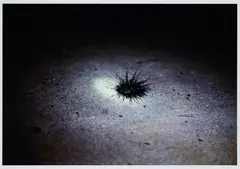 Susanne M. Winterling, Ohne Titel (Seeigel), 2014, C-Print
