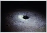 Susanne M. Winterling, Ohne Titel (Seeigel), 2014, C-Print