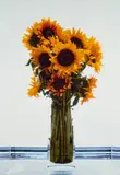 Marc Quinn, Sunflowers