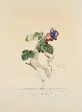 Framboisier (Aus: Flordali / Les Fruits) by Salvador Dalí, 1969/70, Radierung über Farbfotolithografie auf AUVERGNE A LA MAIN/RICHARD DE BAS (Wasserzeichen), sold Apr 2024