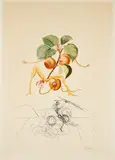 Abricot chevalier (Aus: Flordali / Les Fruits) by Salvador Dalí, 1969/70, Radierung über Farbfotolithografie auf BFK RIVES (Wasserzeichen), sold Apr 2024