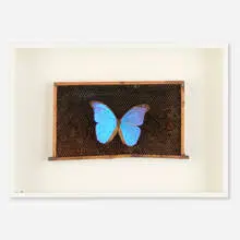 Dirk Bell, Blau belebt braun, 2008, honeycomb, butterfly, wood and glass
