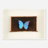 Dirk Bell, Blau belebt braun, 2008, honeycomb, butterfly, wood and glass