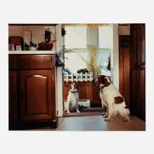 Gregory Crewdson, Untitled (Two Dogs), C-print