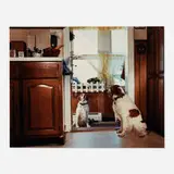 Gregory Crewdson, Untitled (Two Dogs)