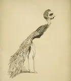 David Levine, Count Robert de Montesquieu, 1968, Lithograph on paper