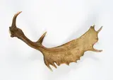 Wolfram Adalbert Scheffler, Abschied - Oh Gott, Elchschaufel mit Bohrung