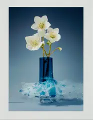 Martin Klimas, Ohne Titel (Helleborus V), 2019, Inkjet Print