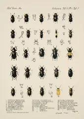 George Brecht, Ohne Titel (Johannes Theodor Baargeld gewidmet), 1981, Farbserigrafie auf Velin