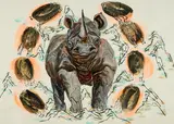 SEO, Nashorn IV, 2004, Mischtechnik auf festem Japan