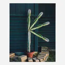 Lucas Blalock, Cactus Action, 2013, archival inkjet print mounted to Dibond