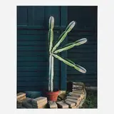 Lucas Blalock, Cactus Action, 2013, archival inkjet print mounted to Dibond