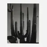 Brett Weston, Saguaro, Arizona