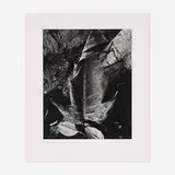 Brett Weston, Untitled (Dead Leaf)