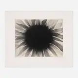 Paul Caponigro, Sunflower